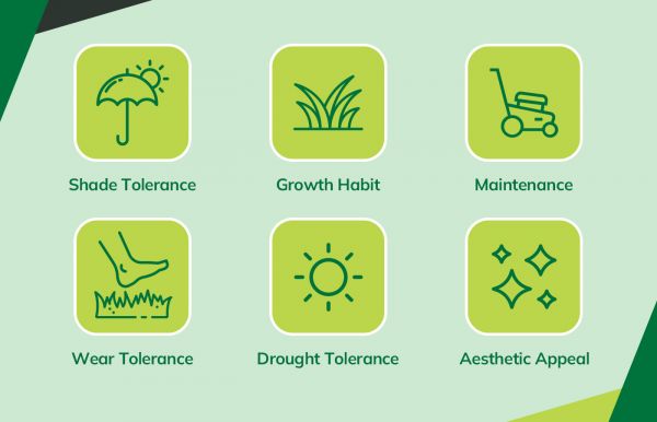 Infographic showing lawn traits like shade tolerance, growth, maintenance, wear, drought, and appearance.