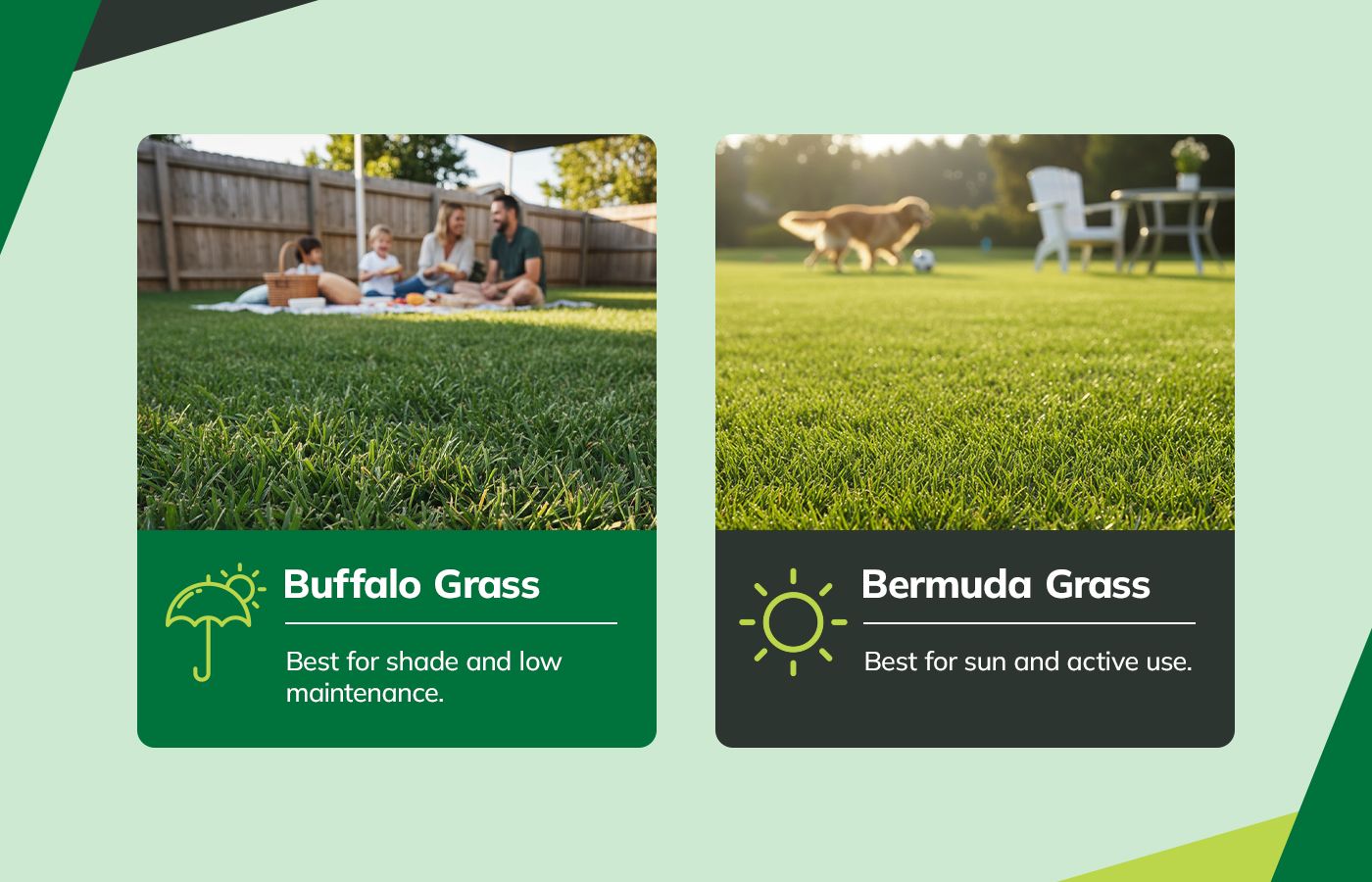 Comparison: Buffalo grass—best for shade and low maintenance; Bermuda grass—best for sun and active use.