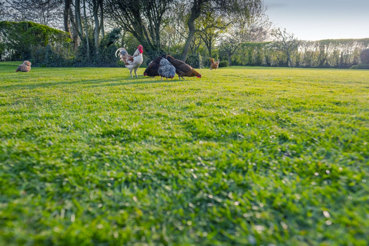 Why Chickens Are Great For Lawns Lilydale Instant Lawn