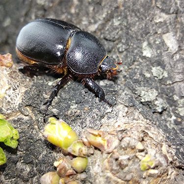 Lawn beetle identification image showing the African black beetle.