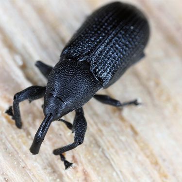 What’s killing my lawn? The garden weevil.