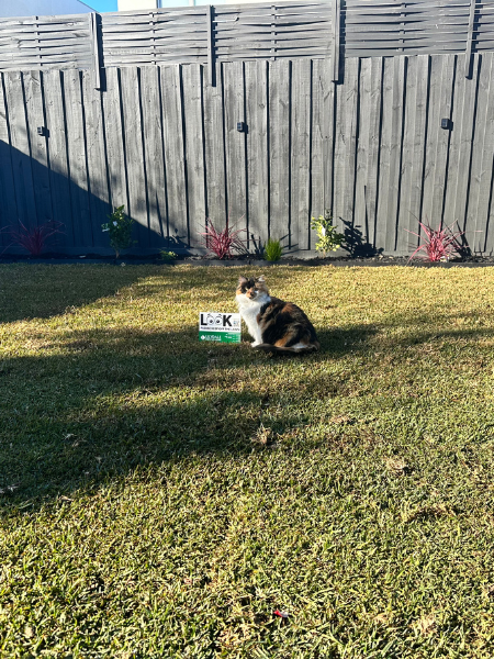 Bonbeach backyard transformed with Sir Walter DNA Certified Buffalo.