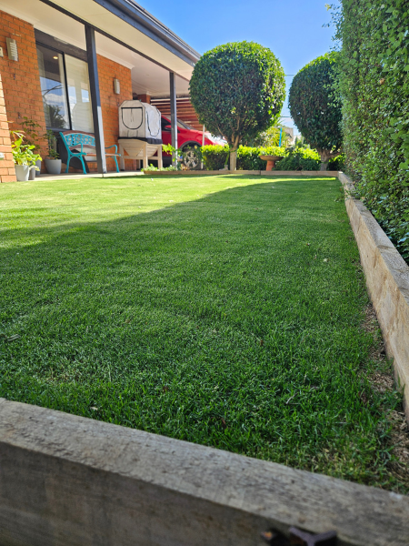 Point Cook backyard transformed from synthetic turf to TifTuf Bermuda.