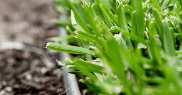 Close-up of broad-leafed green Buffalo lawn edged neatly alongside a garden bed filled with soil and mulch.