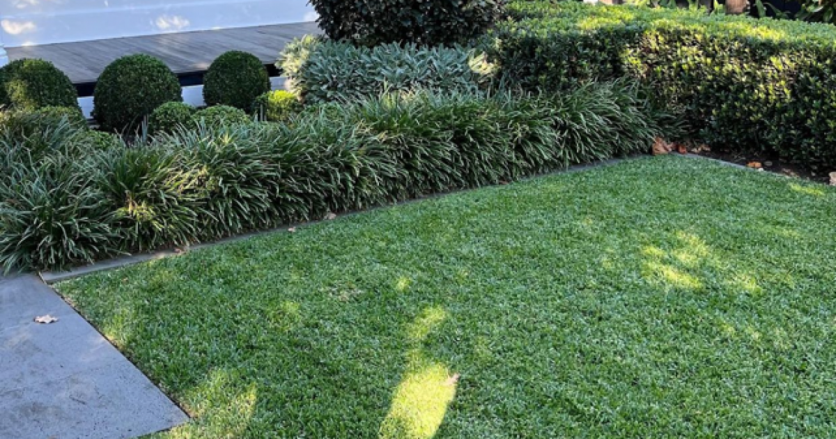 Killing Weeds In Buffalo Grass Proven Removal Methods