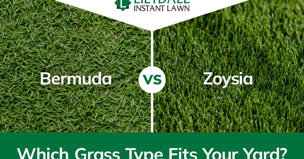 Sir Grange Zoysia vs Bermuda Grass: Which Type Fits Your Yard?