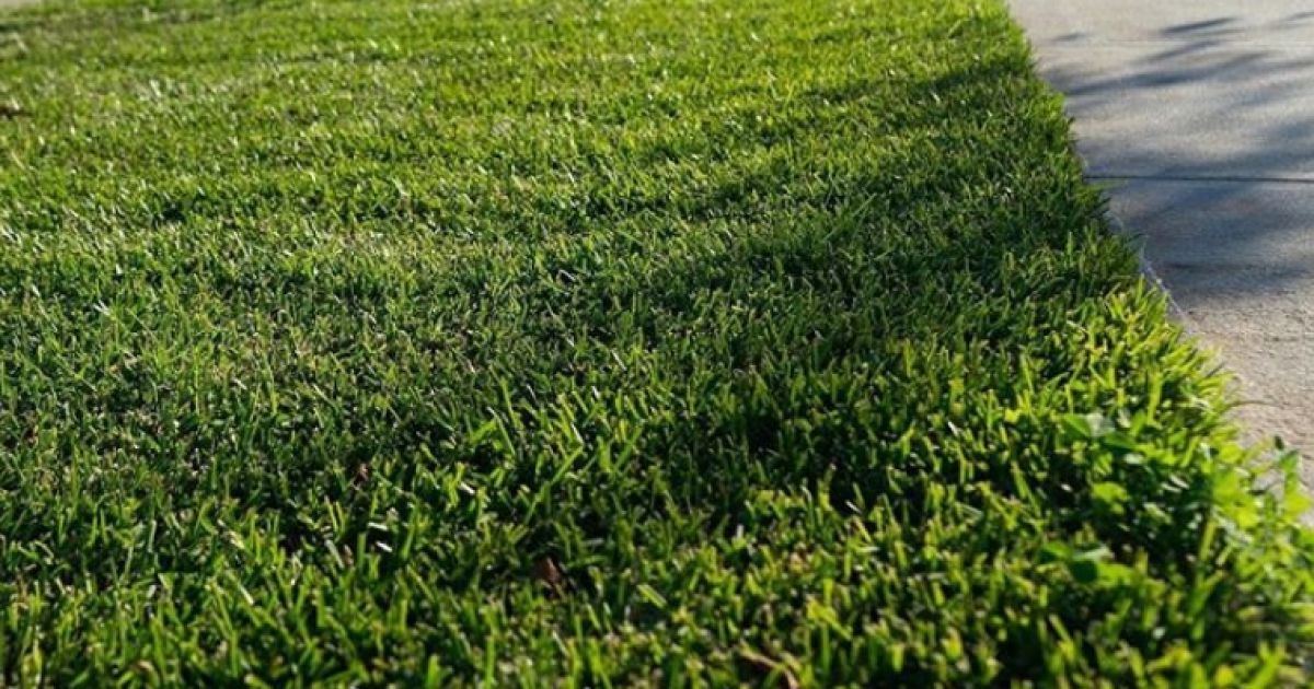 Lawn Tips For Kikuyu Grass Kikuyu Care