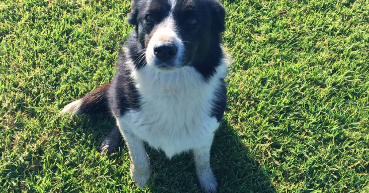 How To Create The Best Lawn For Dogs Lilydale Instant Lawn