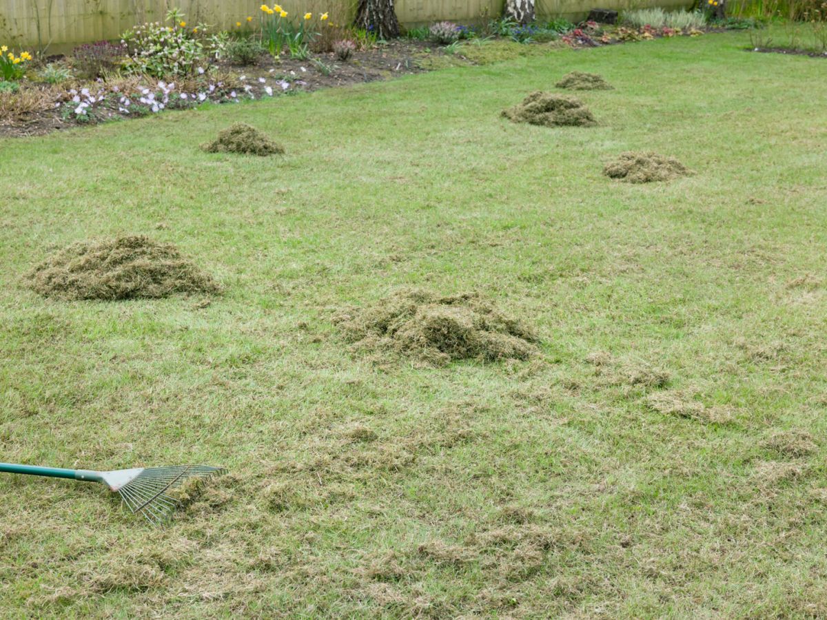 common-grass-varieties-the-perfect-grass-for-your-lawn