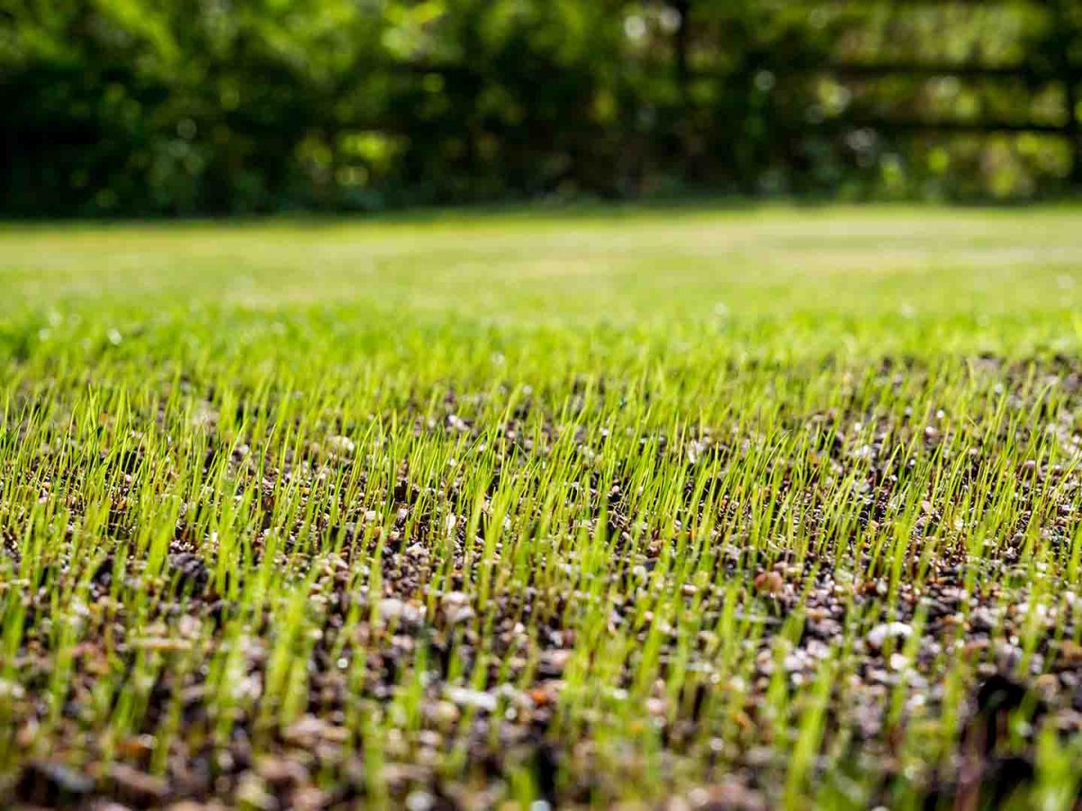 Comprehensive HowTo Guides For Lawn Care