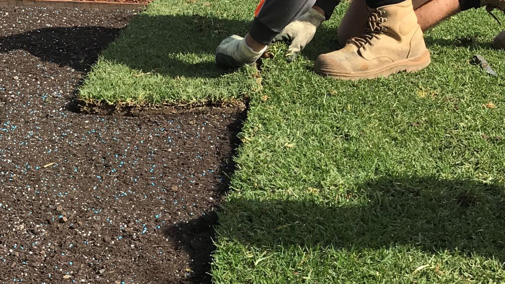 Close-up of a landscaper's hands and boots installing fresh grass turf over soil with blue fertilizer granules.
