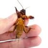 MoleCricket