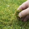 MossInLawn