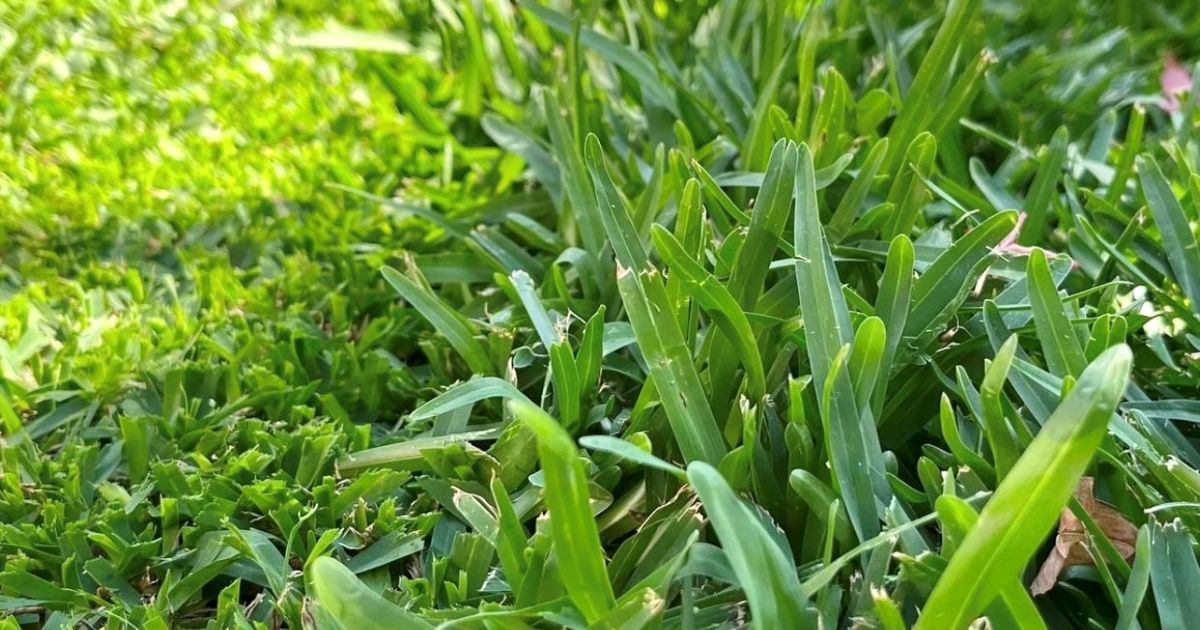 what-time-can-i-mow-my-lawn-in-melbourne-mowing-times