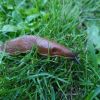 SlugOnLawn