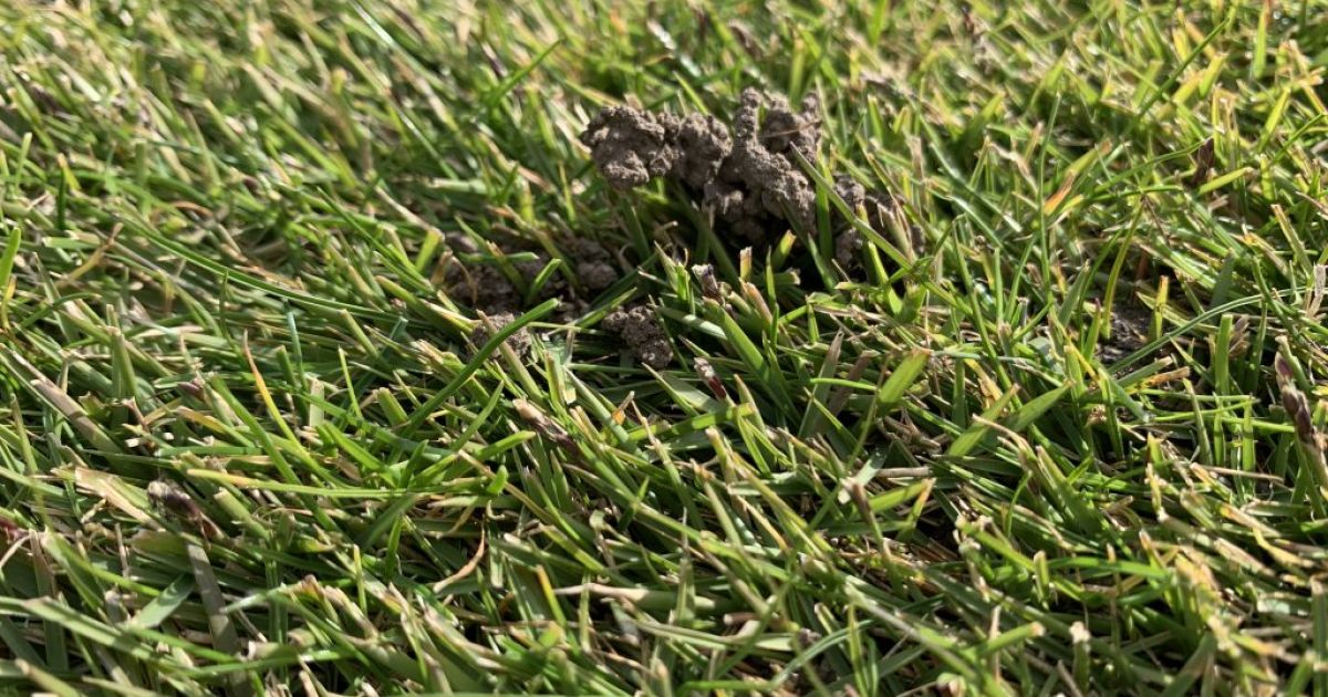 Lawn Worms - Enemy Or Friend? | Lilydale Instant Lawn