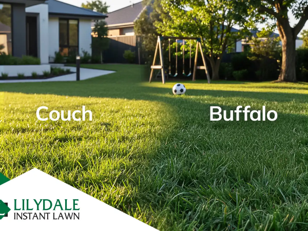 buffalo vs couch hero