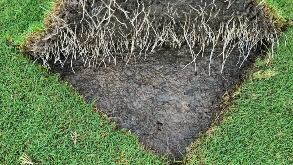 Cross-section of turf showing shallow roots above compacted wet soil