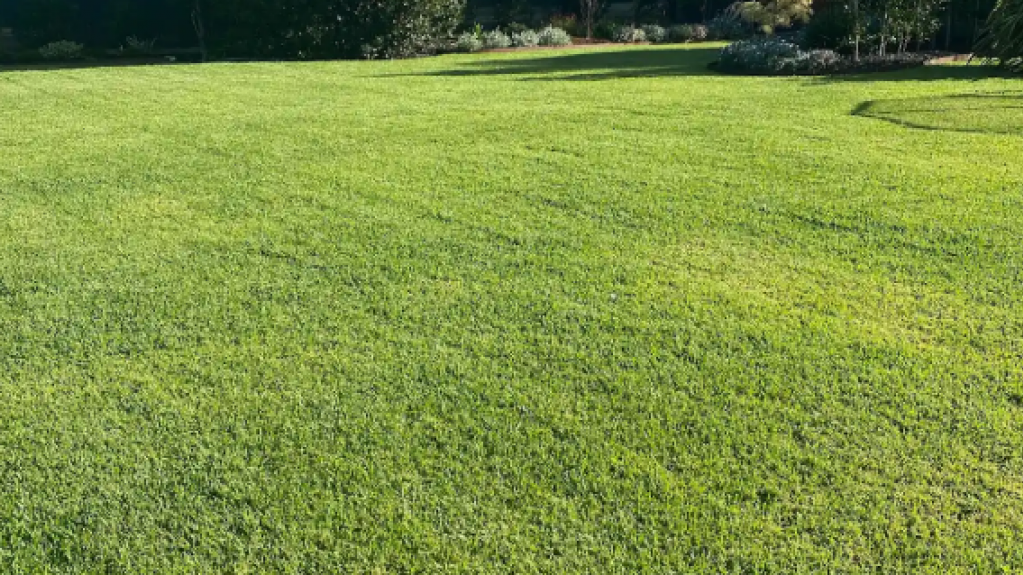 Lush Sir Walter Buffalo lawn at a Mt Eliza property.