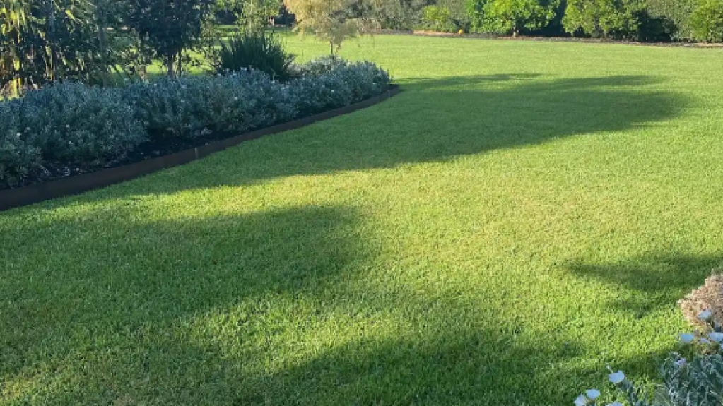 Well-maintained Sir Walter Buffalo lawn at a Mt Eliza home.