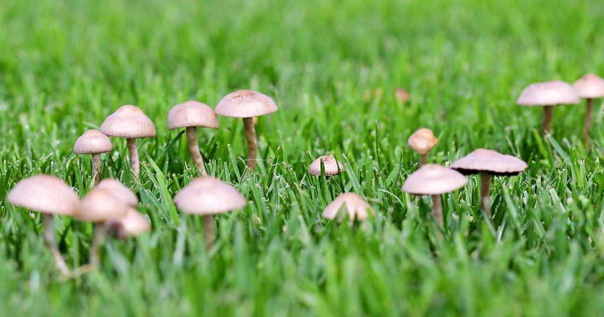 Mushrooms Growing In The Lawn Good Or Bad? Lilydale