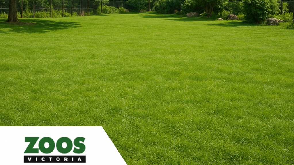Wide green lawn bordered by trees and a fence, with the Zoos Victoria logo in the corner.