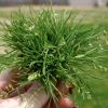 poa annua