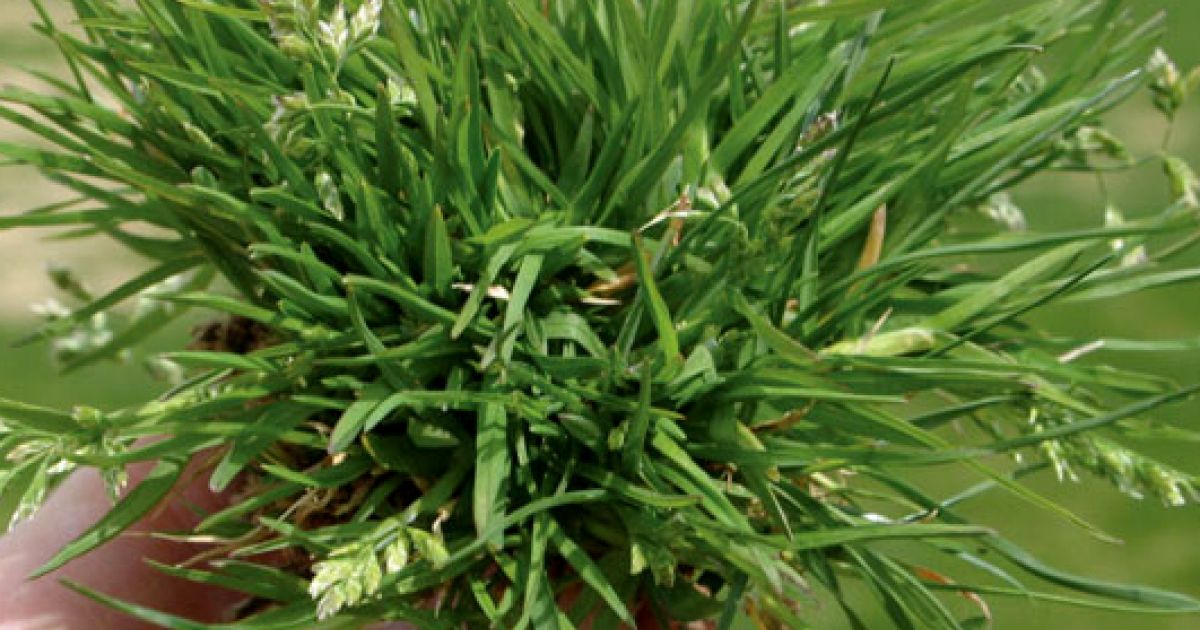 How To Get Rid Of Winter Grass Lilydale Instant Lawn