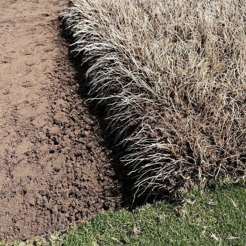Close-up of turf edge showing dense root growth