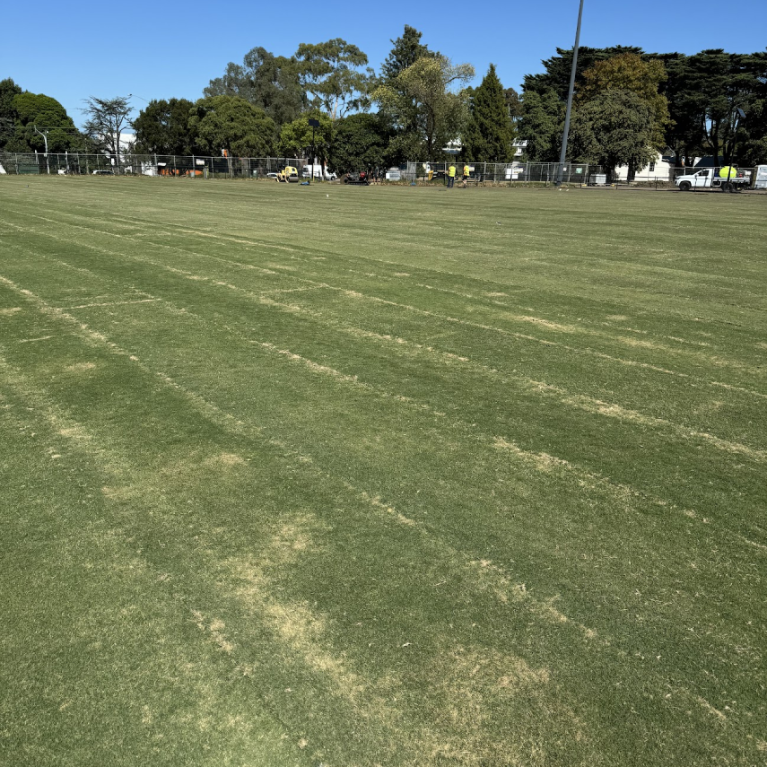Newly established turf across a large sports field