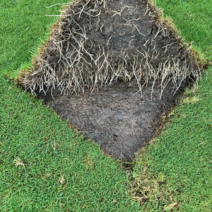 Close-up of turf sod cross-section showing roots and grass blades.