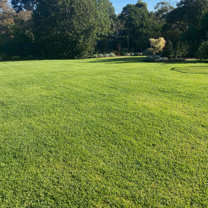 Wide manicured lawn in an established landscaped garden