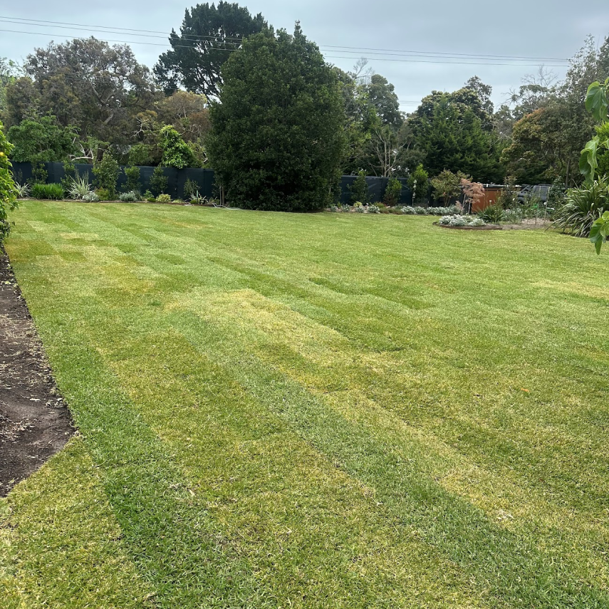 Newly laid lawn in a large landscaped backyard