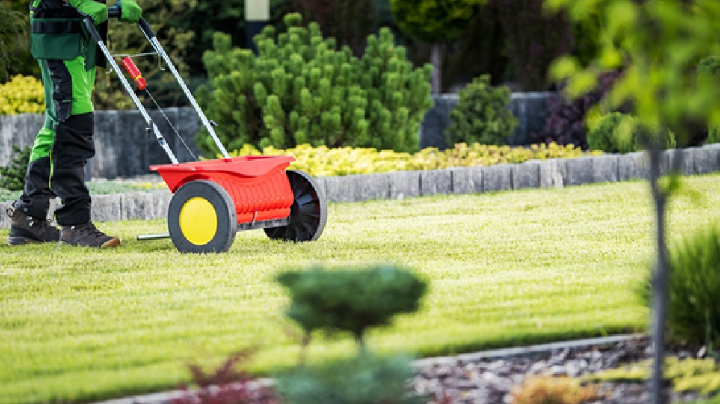 Person using a broadcast fertiliser spreader on a landscaped lawn