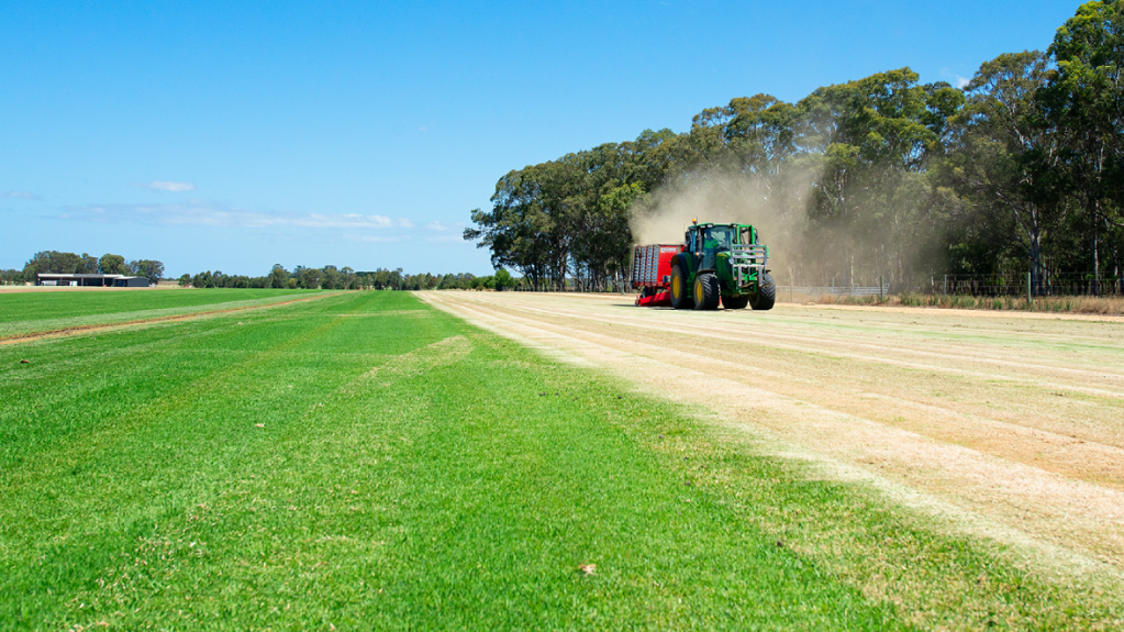 Tractor harvesting instant lawn rolls on a turf farm, with established green turf on the left and freshly cut rows on the right