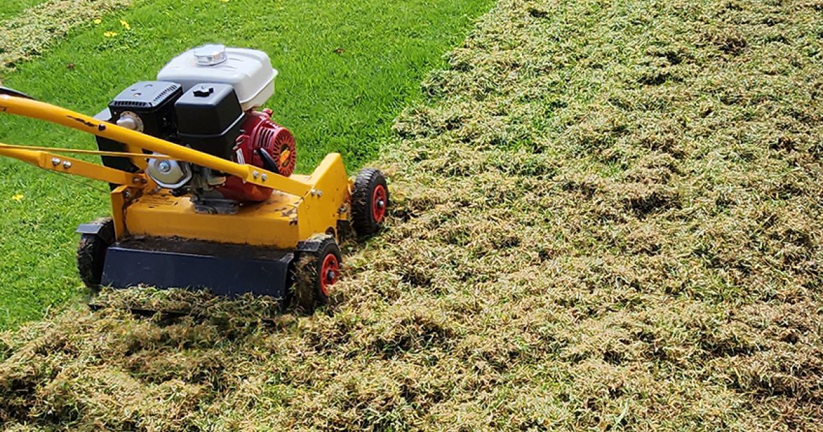 How To Properly Scarify Your Lawn Lawn Revival