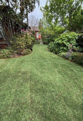 Narrow strip of freshly laid green turf running between garden beds and mature trees toward a house entrance.