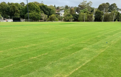 TifTuf Bermuda turf covering Lynden Park's upgraded sports field in Camberwell.