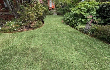 Sir Walter DNA Certified Buffalo lawn installed in a leafy Malvern front yard.
