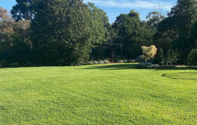Large Mt Eliza backyard transformed with Sir Walter DNA Certified Buffalo turf.