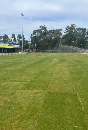 Wide sports field with newly laid turf showing mower stripes, with sprinklers watering near the far end and trees in the background.