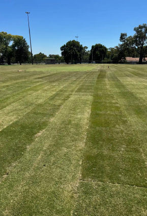Sports field with freshly laid turf showing mower stripes, under a clear blue sky with trees and light poles.