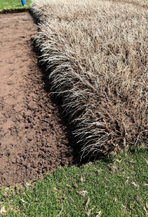 Close-up of turf edge showing brown soil and exposed grass roots beside a green lawn surface.