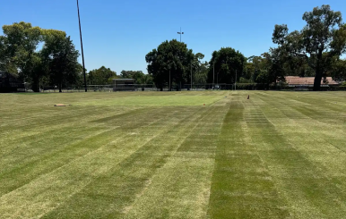 Newly installed TifTuf Bermuda turf at Victoria Park sports field.